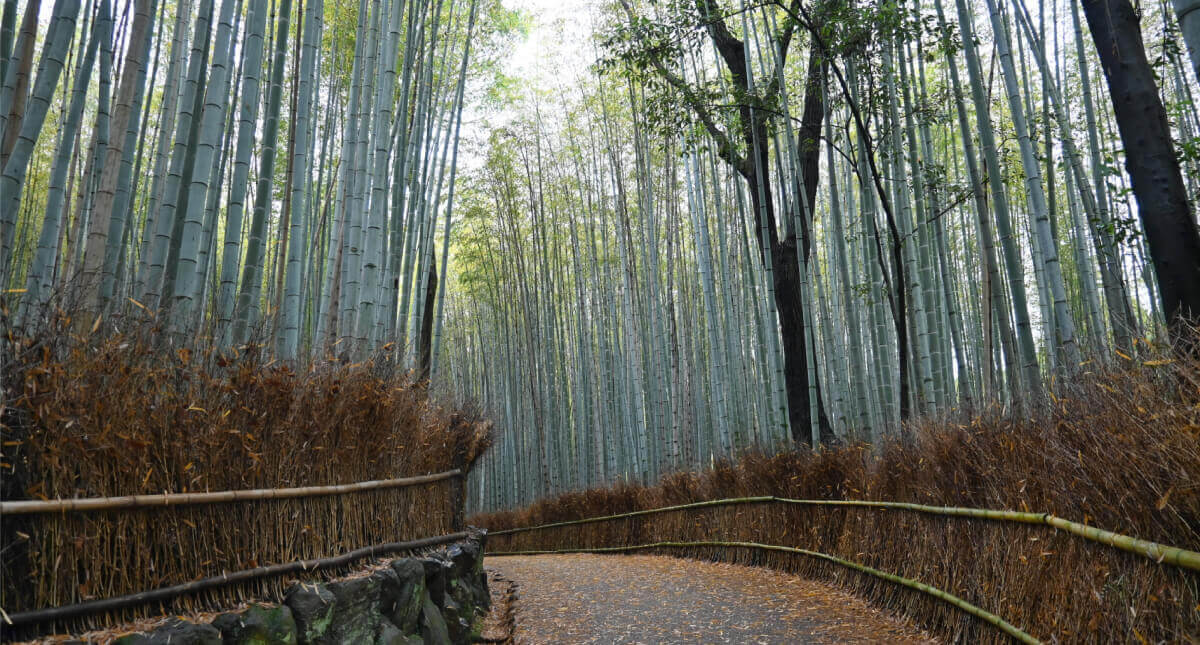 岚山的风景